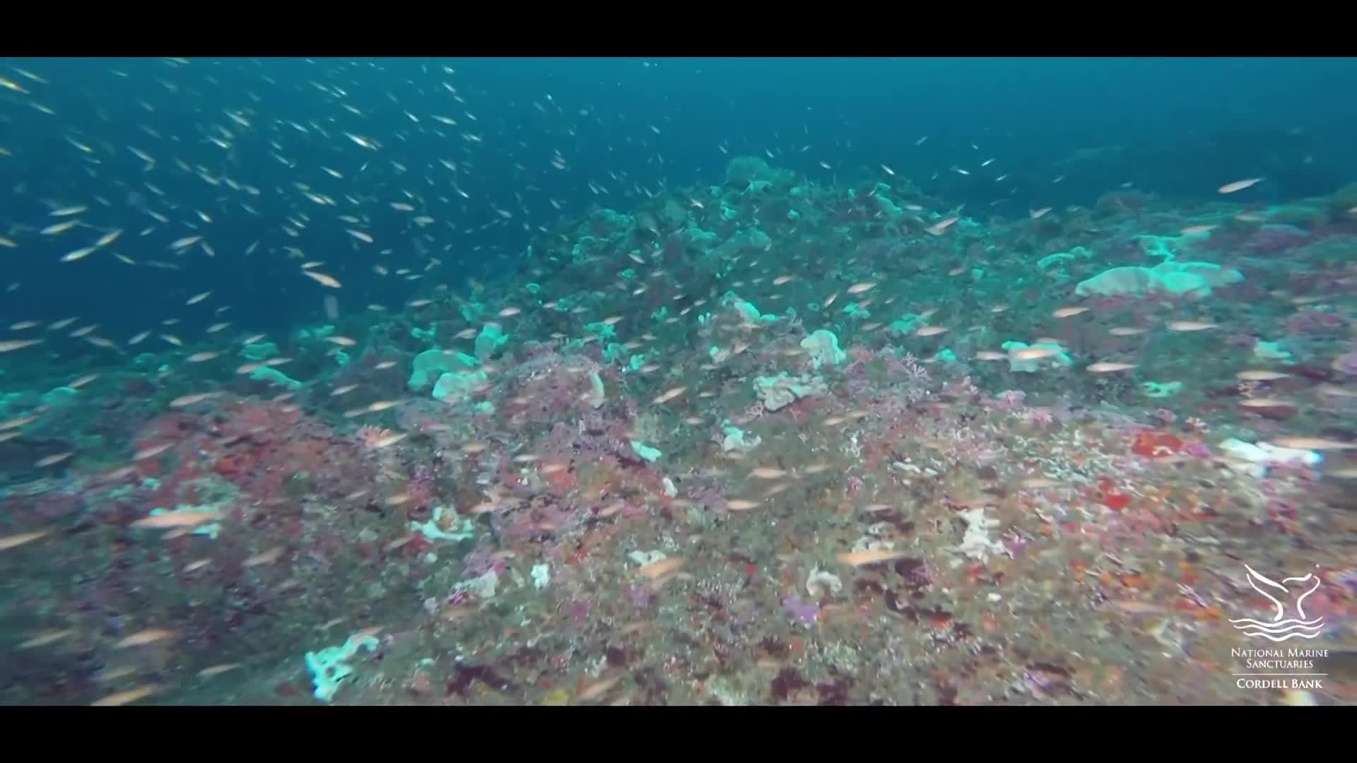 Marine Sanctuary