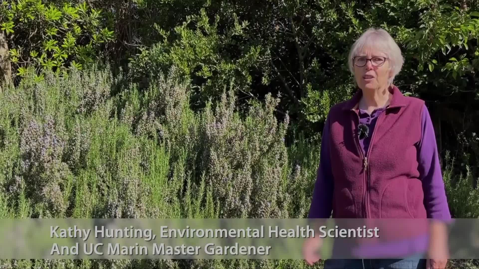 How to Save Monarch Butterflies