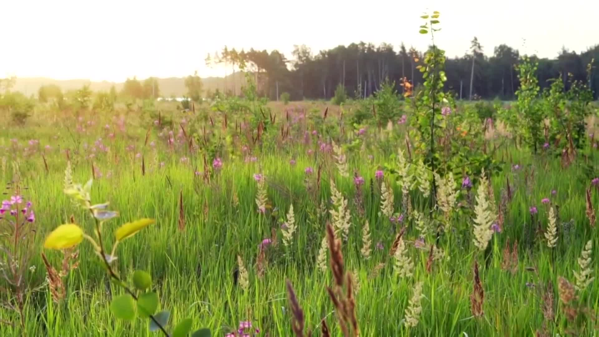 The Garden Habitat - Exploring Habitats