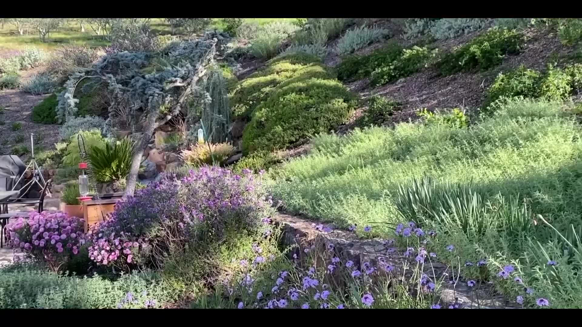 Color Your Garden With Native Plants