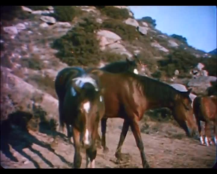 Wildfire The Story of a Horse