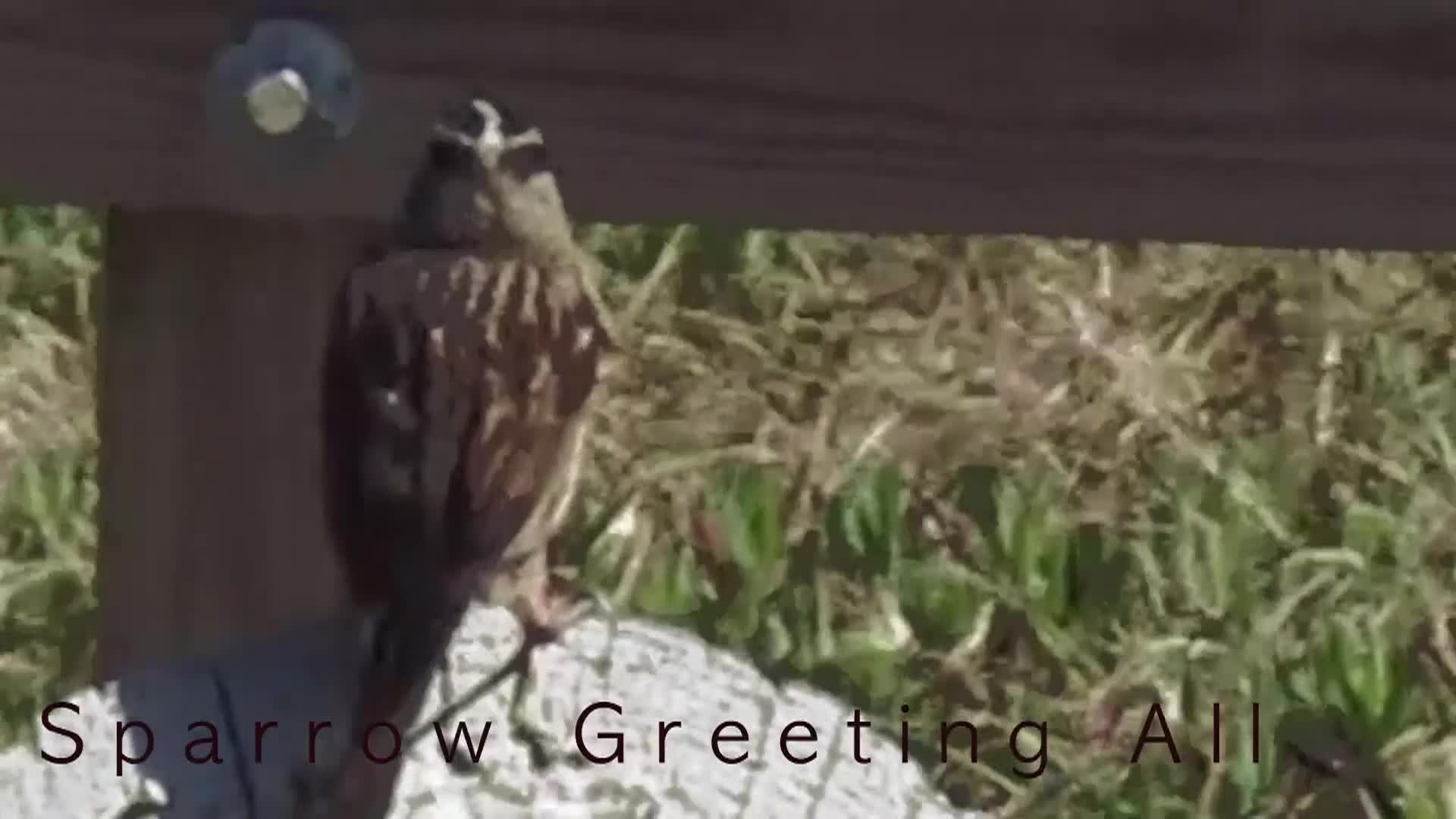 Bird of Drake's Beach 2026