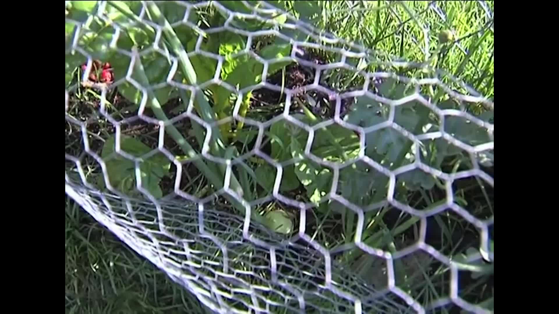 NDSU - Horticulture for the Home - Gardening Without Removing Sod - Part 2